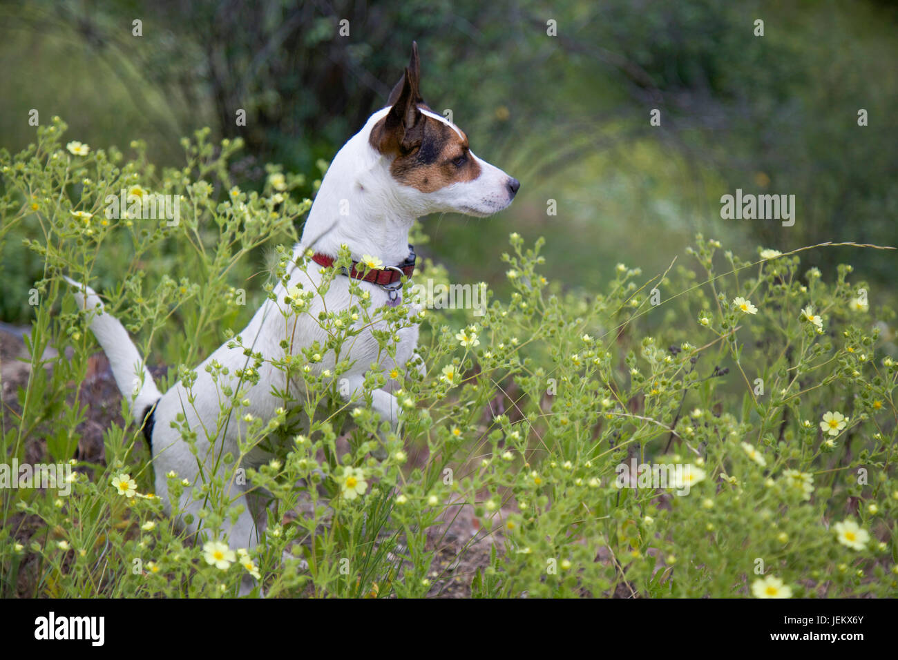 spotted jack russell