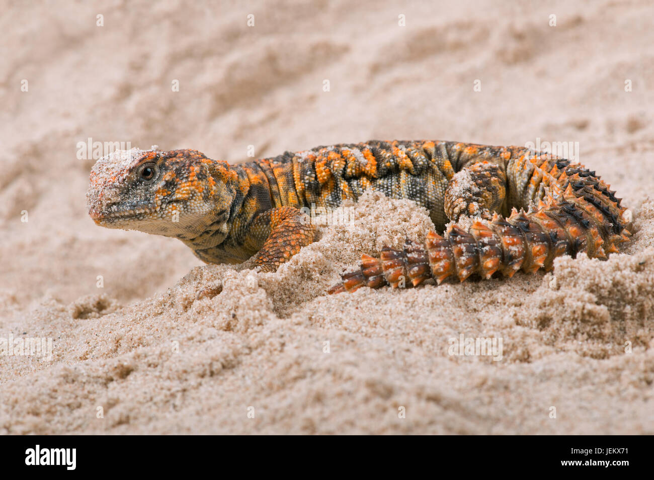 Saharan Spiny Tailed Lizard (Uromastyx Geyri) Stock Photo