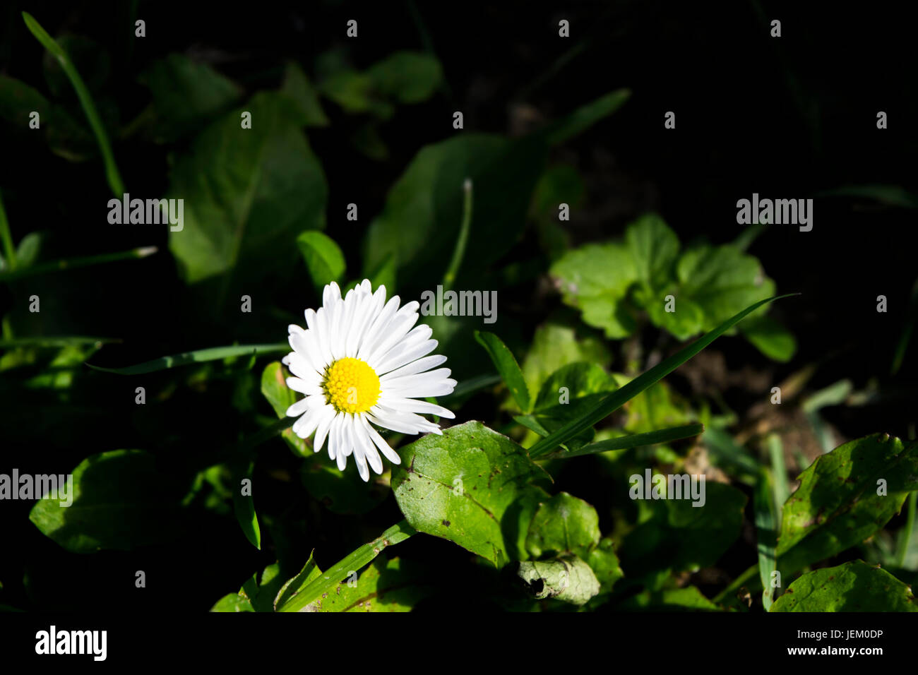 Simple yet elegant daisy flower taken in artificial light at night time. Stock Photo