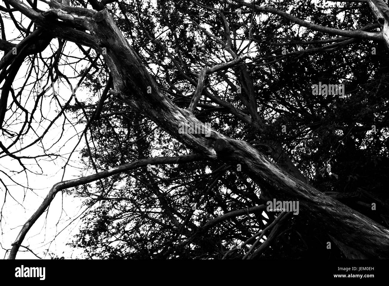 Black and white graveyard tree. Stock Photo