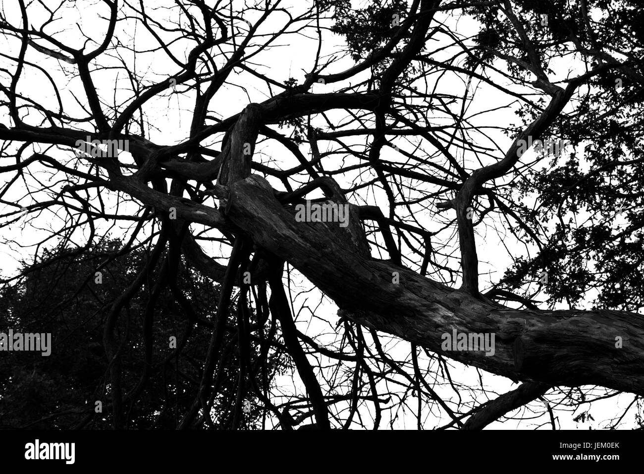 Black and white graveyard tree. Stock Photo