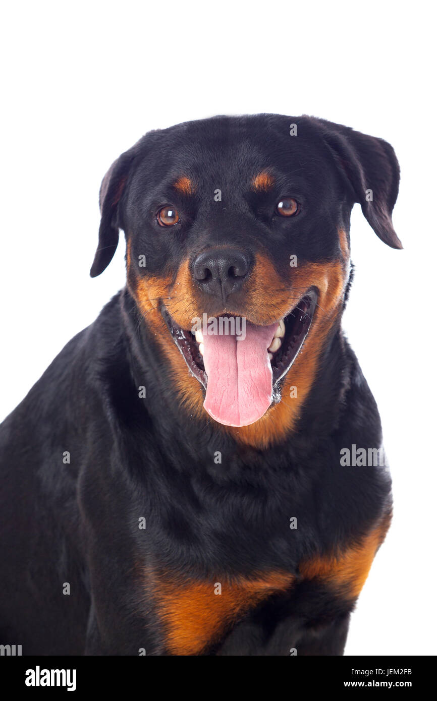 Adult Rottweiler dog isolated on a white background Stock Photo - Alamy