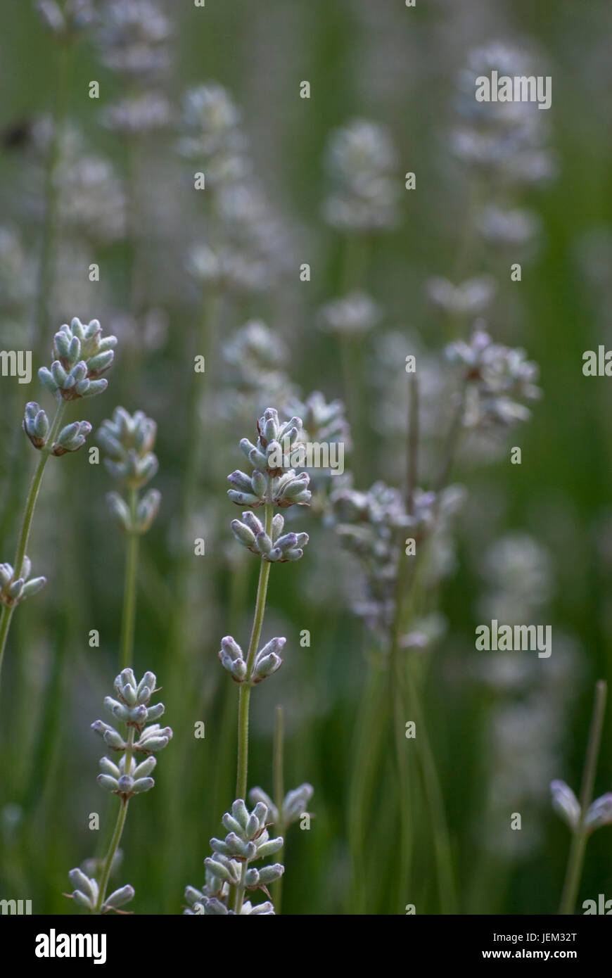 Shallow depth of field shot of lavender growing outdoors.  In the soft focus background, a bee collecting pollen and grass are visible. Vertical orien Stock Photo