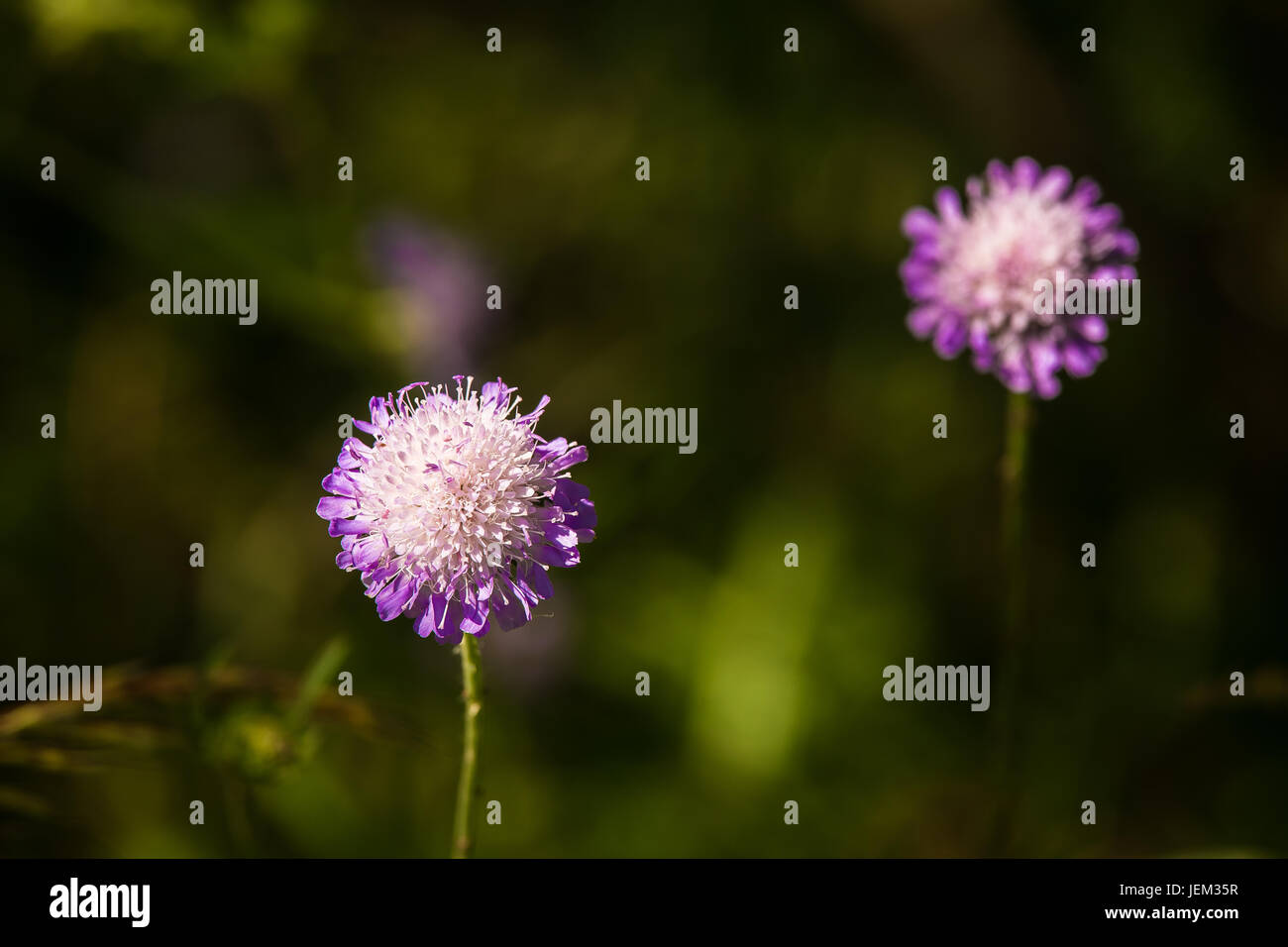 A beautiful purple flower in a sunny meadow in summer Stock Photo - Alamy