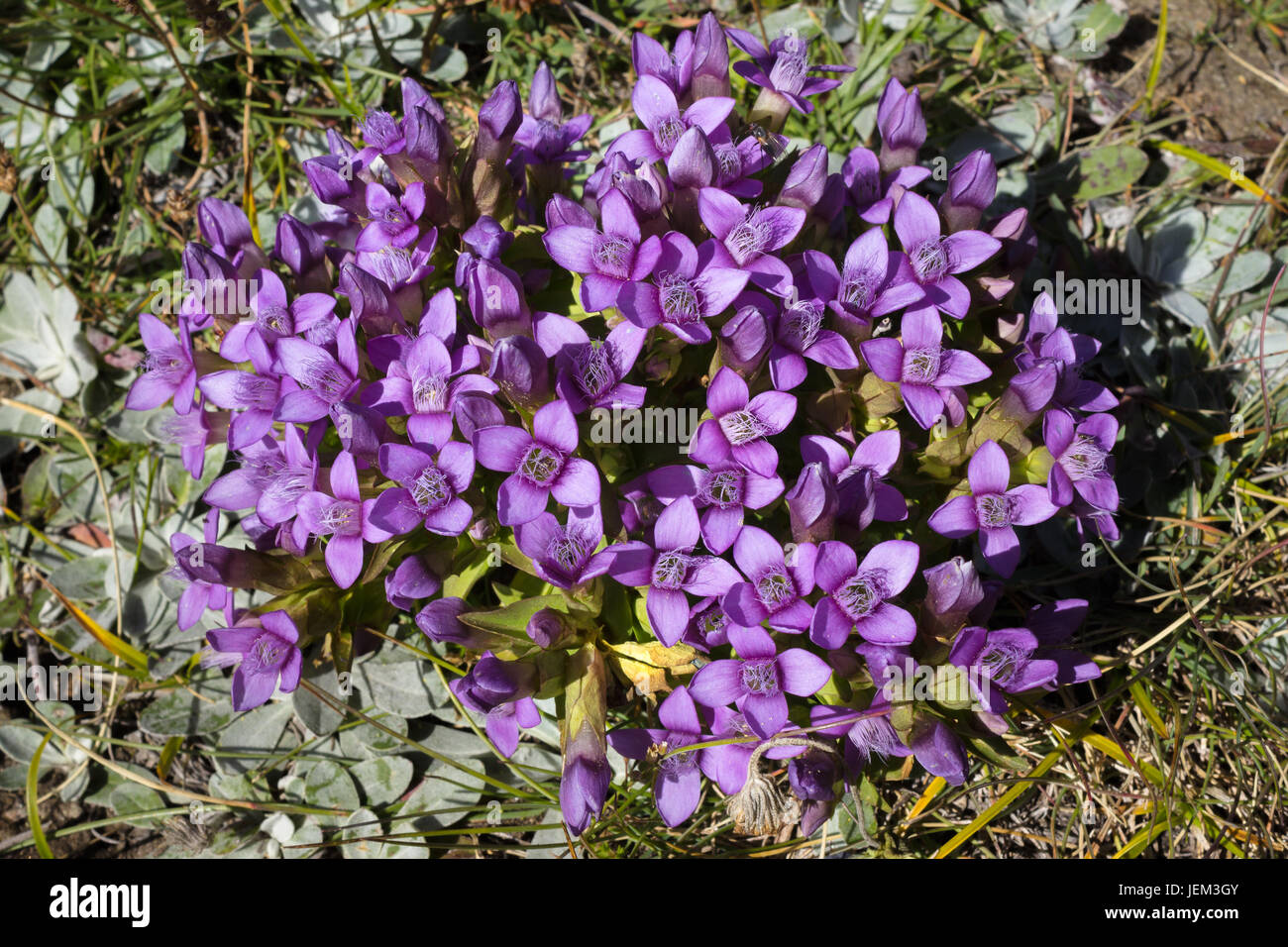 Alpine flower, Gentianella Campestris, Field Gentian. Aosta valley, Italy Stock Photo