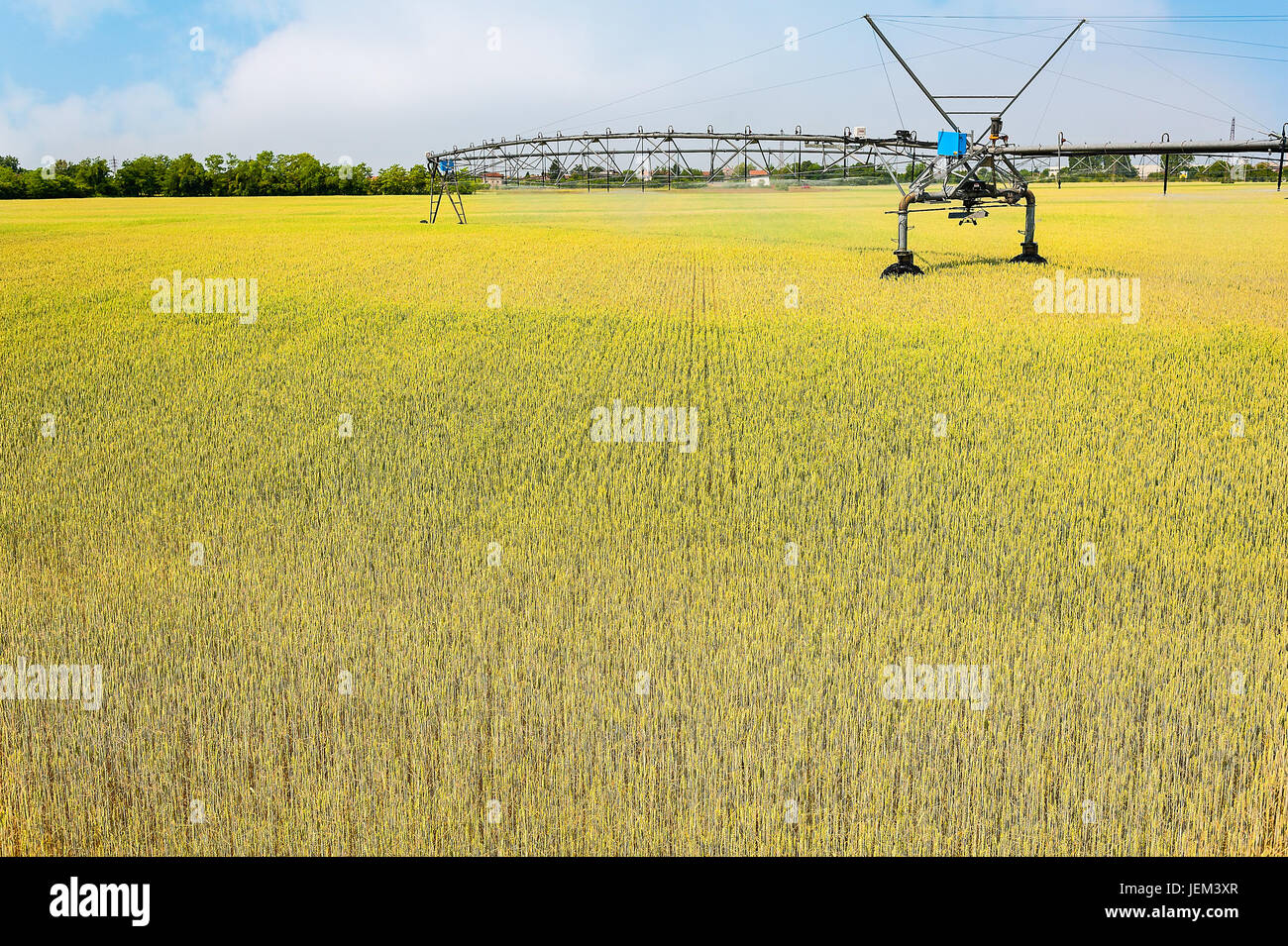 Irrigation system on wheels on wheat field. Agricultural technologies