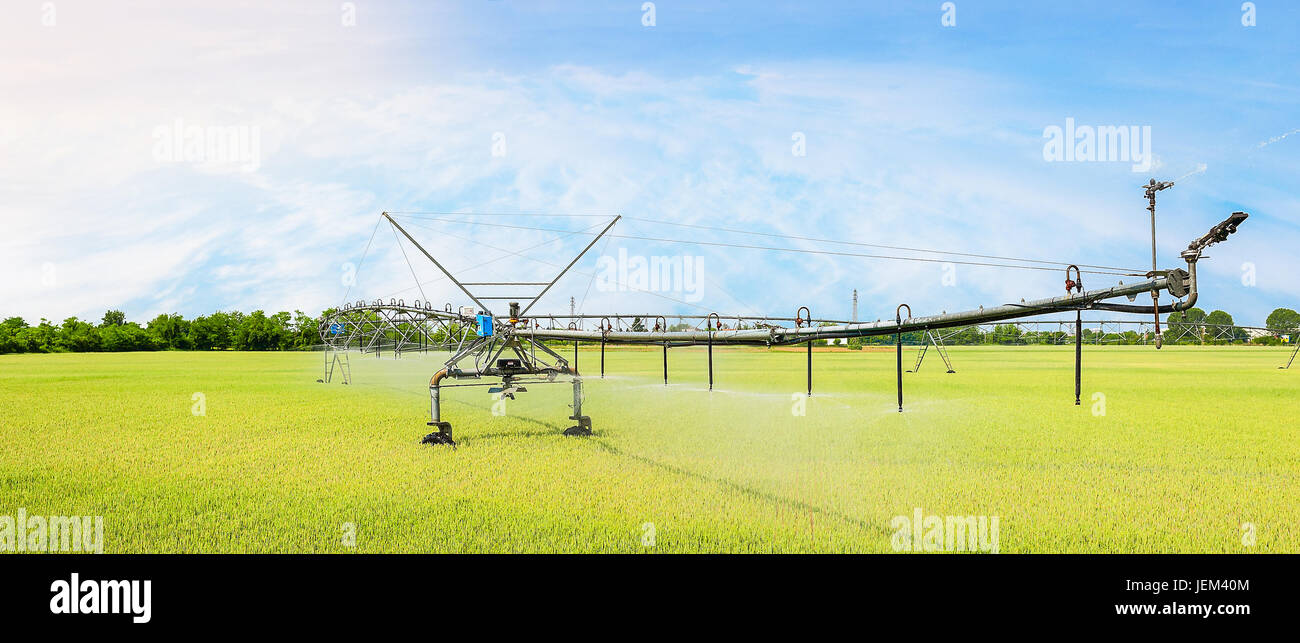 Irrigation system on wheels on wheat field. Agricultural technologies