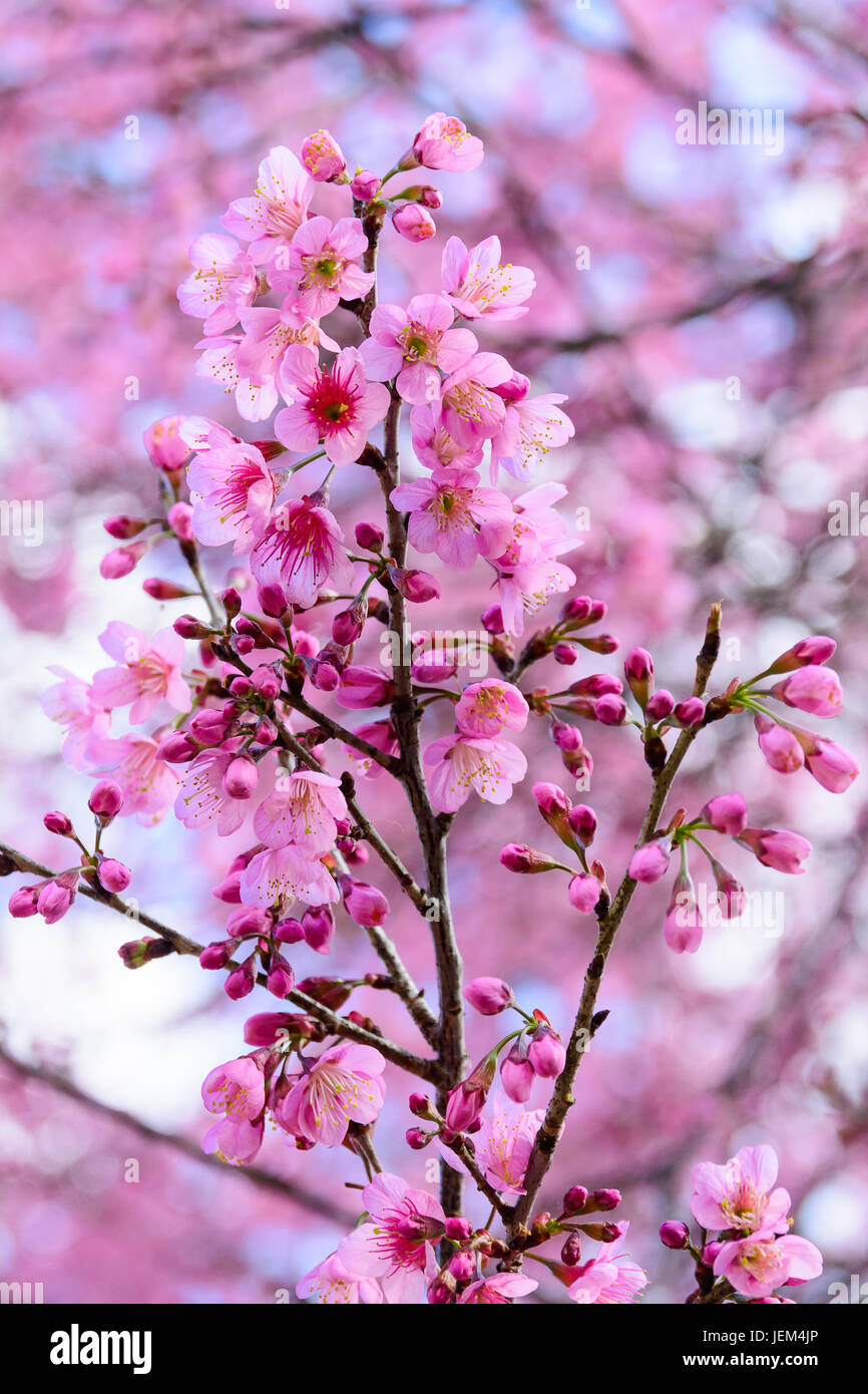 Prunus cerasoides or Wild Himalayan Cherry Close up on soft background ...