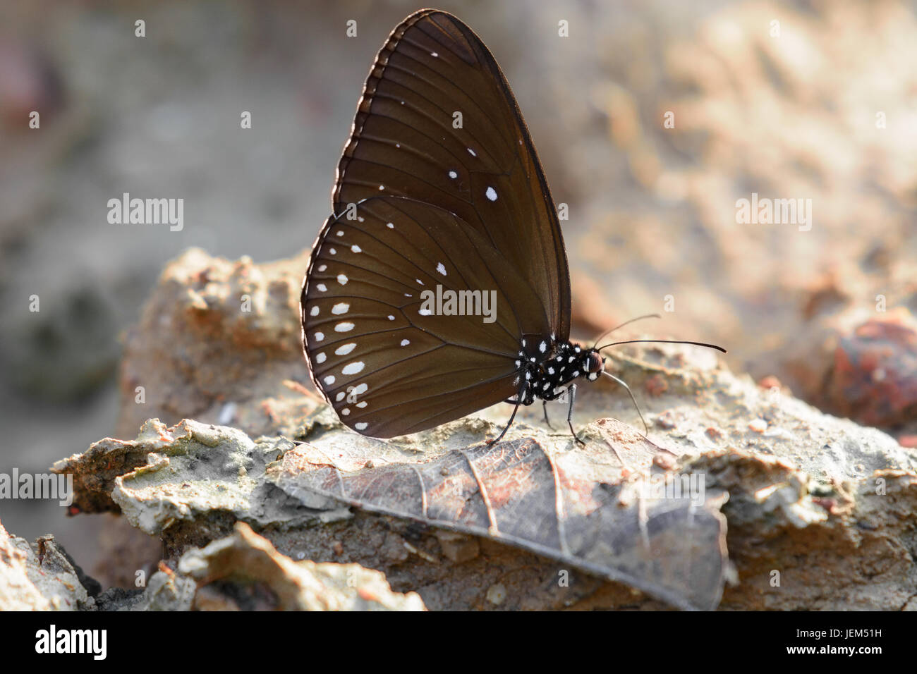 Close up butterflies are eating minerals from the soil Stock Photo Alamy