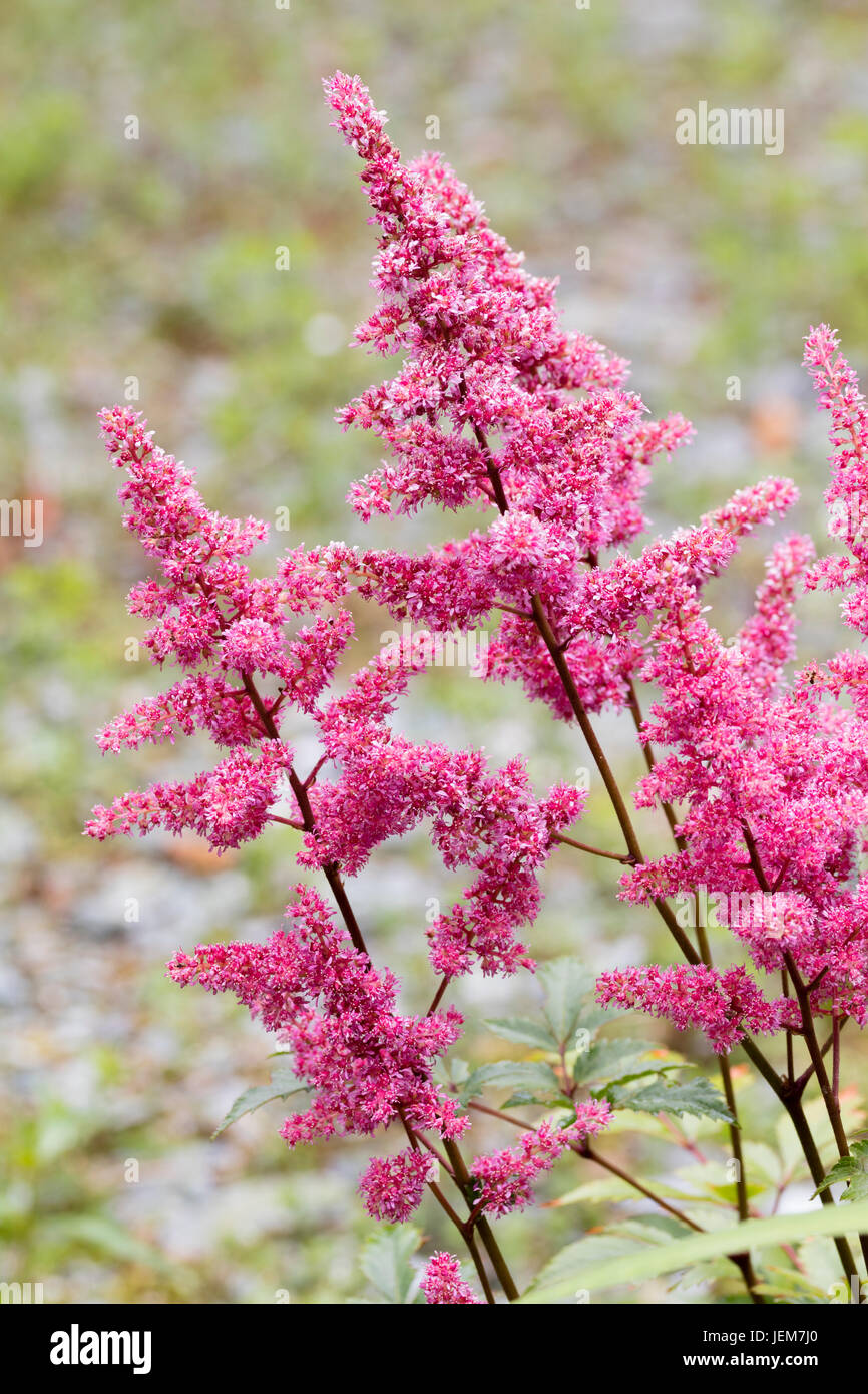 Feathery pink flowers in the stems of the ornamental, summer flowering perennial, Astilbe (japonica group) 'Bremen' Stock Photo