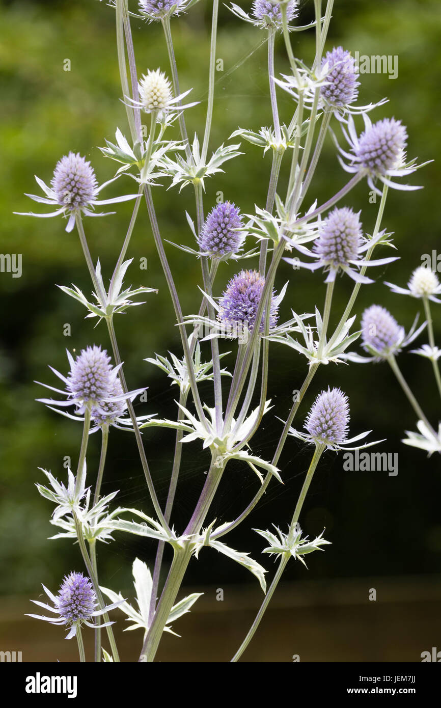 Blue flower heads of the white variegated sea holly, Eryngium 'Jade Frost' Stock Photo