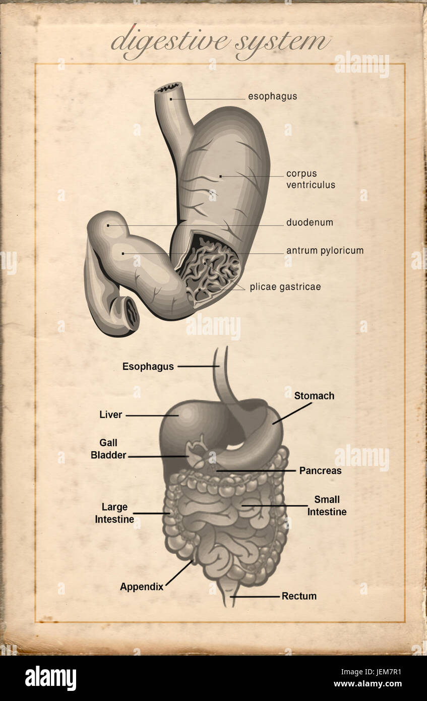 Old sheet vintage of the digestive system Stock Photo