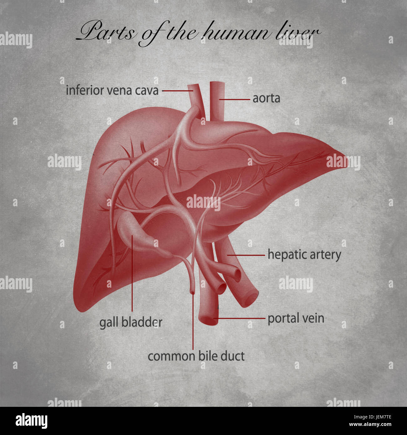Human body organs diagram hi-res stock photography and images - Alamy