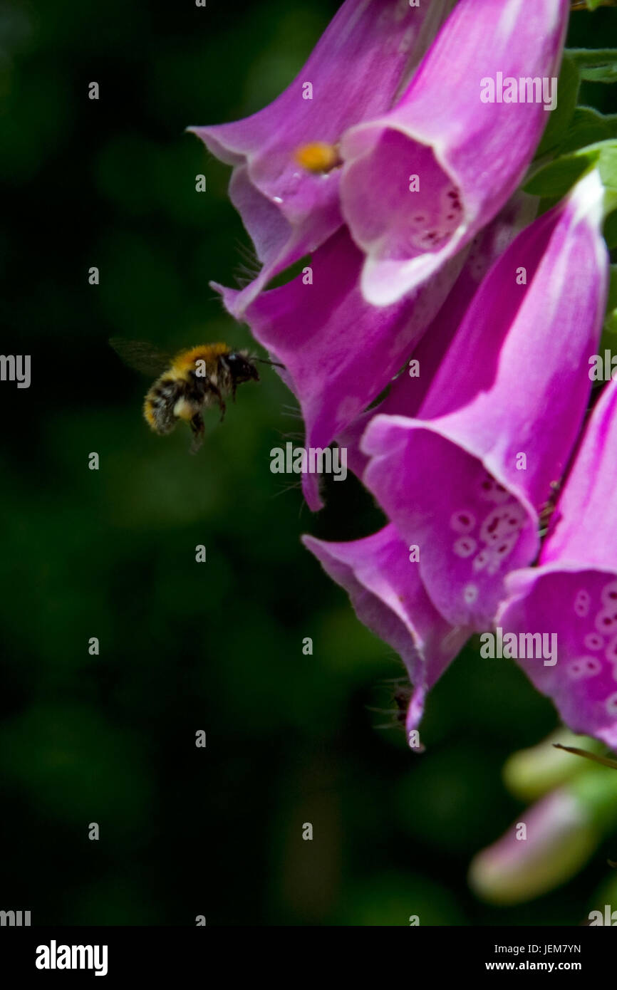 Bee, carrying pollen, flying towards the purple flower of Foxglove Stock Photo