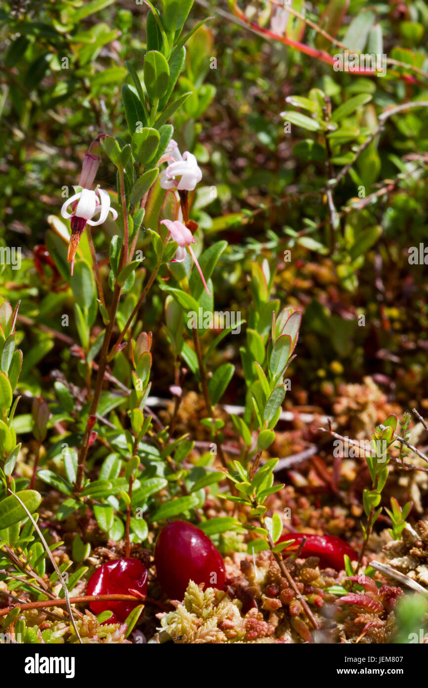 Flowering Cranberry in spring, some old and rotten berries of last year lying on the ground Stock Photo