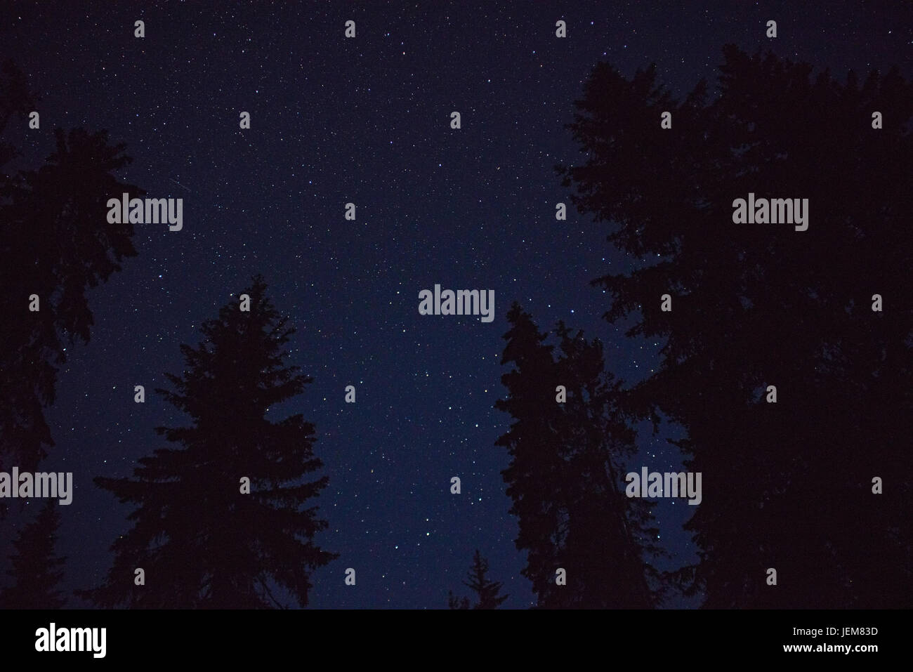 Starry night sky with tree hi-res stock photography and images - Alamy