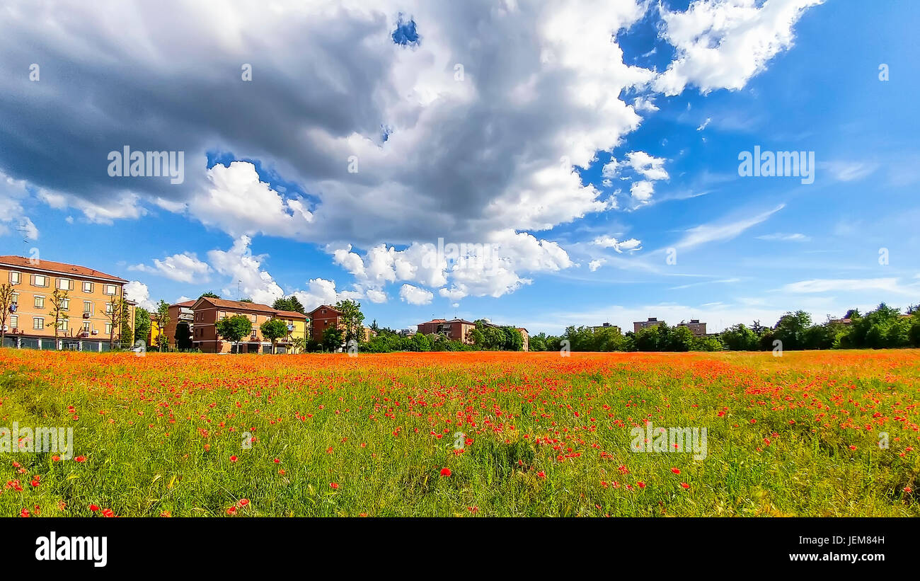 Dramatic poppy hi-res stock photography and images - Alamy