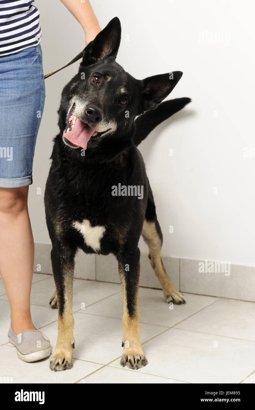 animal, black, dog, eager, home, hope, house, inquire, interior, listening, little, longing, mongrel, optimism, patient, pet,  playing, portrait, Stock Photo