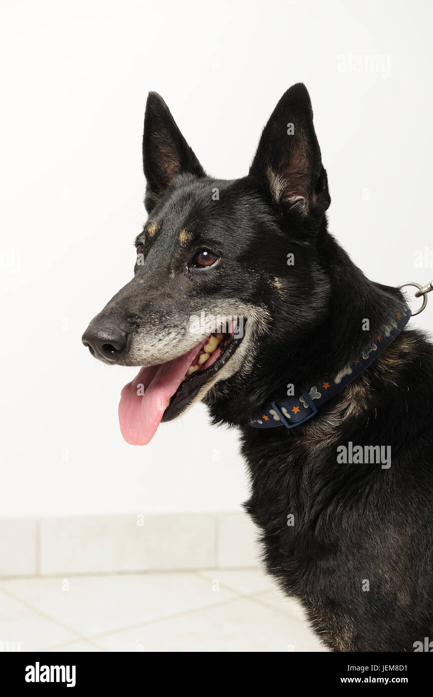 Black dog at home hires stock photography and images Alamy