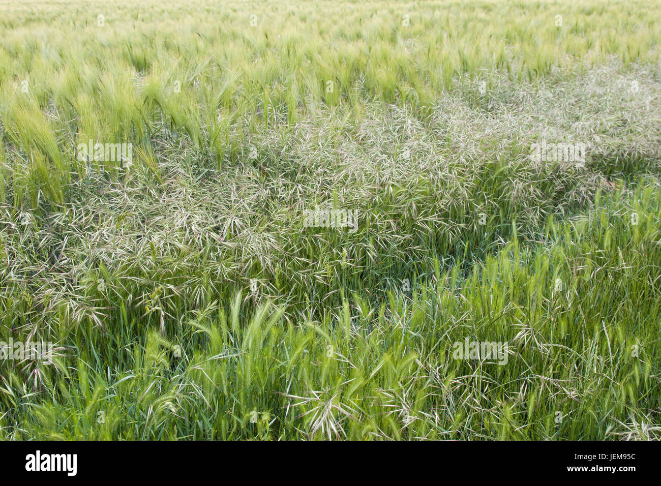Three different cereal crops growing in field in East Sussex, England Stock Photo