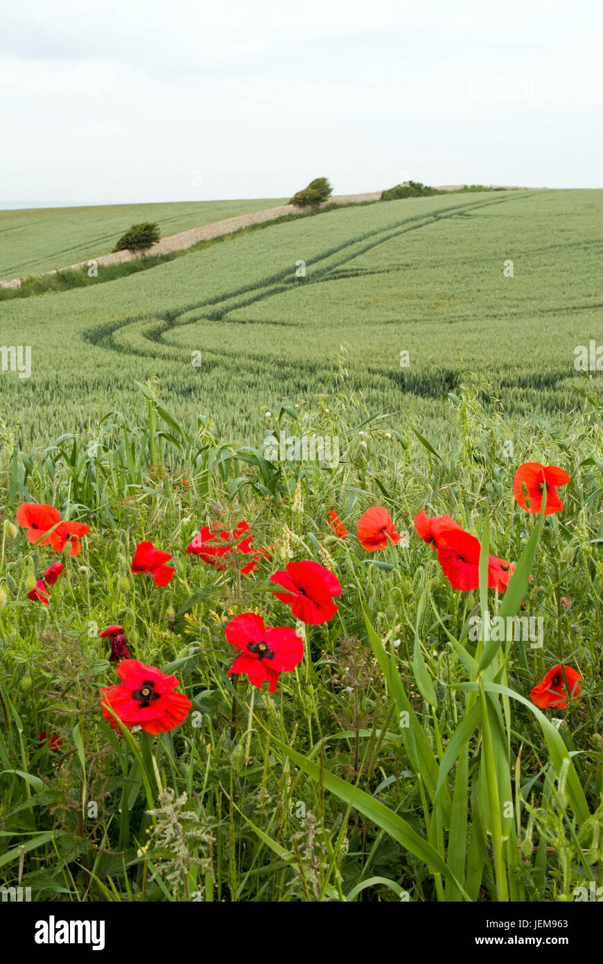 Red poppies black field hi-res stock photography and images - Alamy