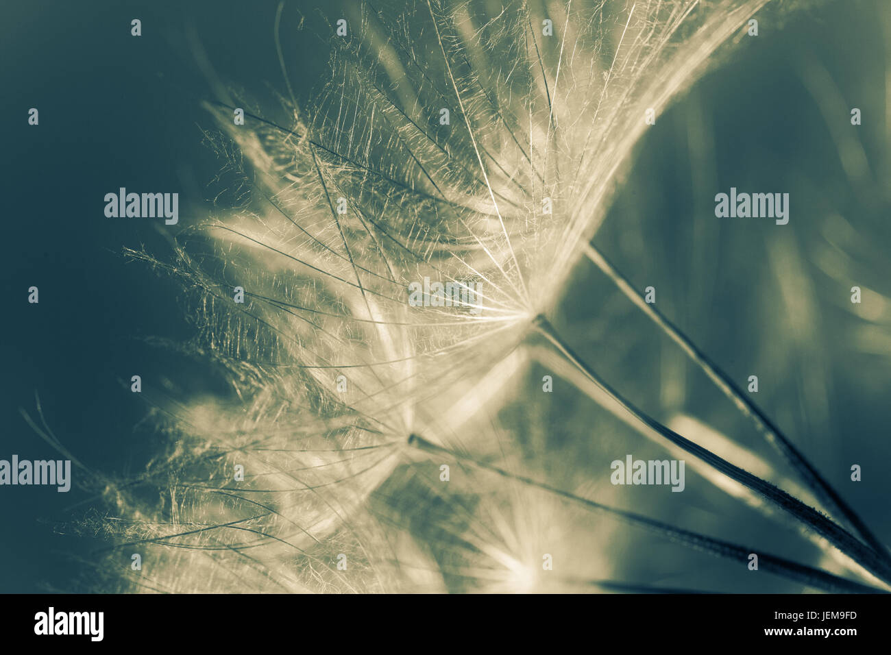 Extreme close up and abstraction with very shallow dept of field of dandelion seeds Stock Photo