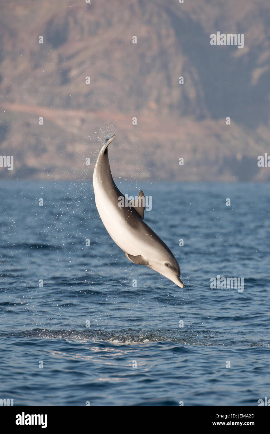 Atlantic Spotted Dolphin, Stenella frontalis, breaching high in the air in front of La Gomera, Canary Islands, Atlantic Ocean Stock Photo