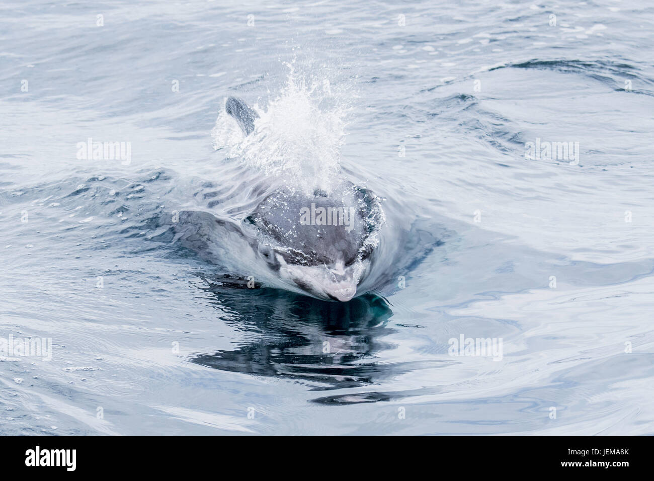 White-beaked dolphin, Lagenorhynchus albirostris, surfacing, near the Farne Islands, near Newcastle, North Sea, England Stock Photo