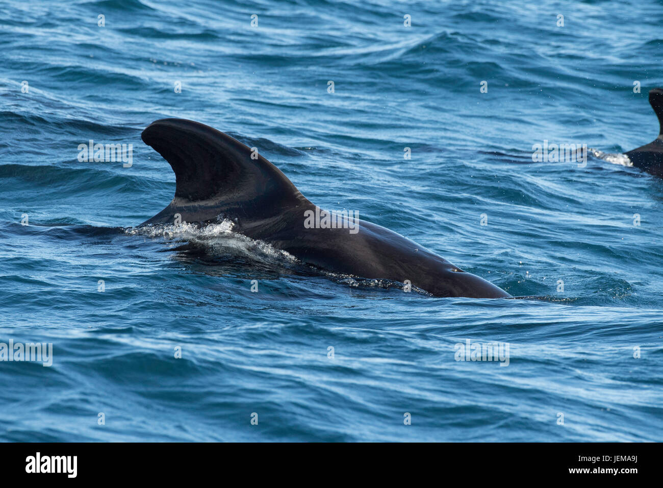 Short-finned pilot whale, Globicephala macrorhynchus, surfacing, showing dorsal fin, Island of Madeira, North Atlantic Ocean Stock Photo