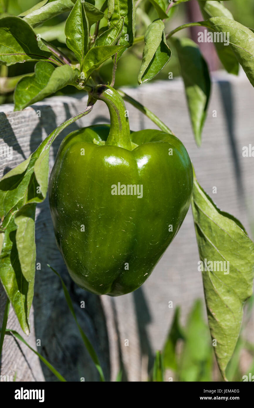 A green bell pepper hanging over the wood side of a raised garden bed