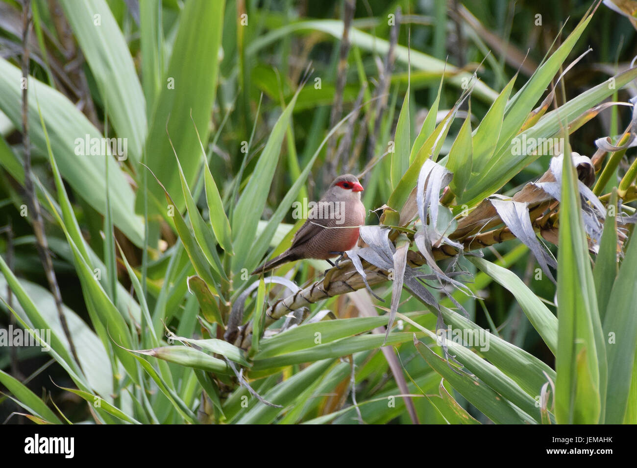 Common Waxbill wild bird perched on green vegetation Stock Photo