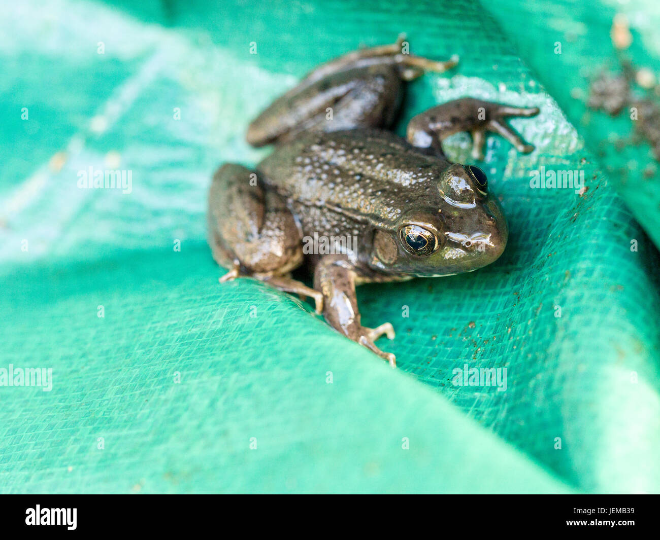 Green Frog in a Tarp A green frog in the folds of a woven plastic tarp