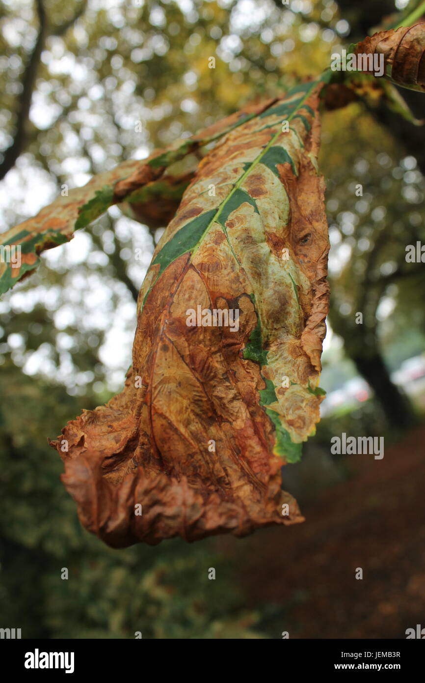 Leaves and Blooms Stock Photo Alamy