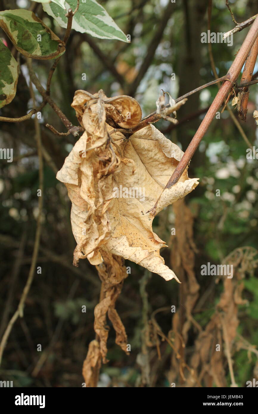 Leaves and Blooms Stock Photo Alamy