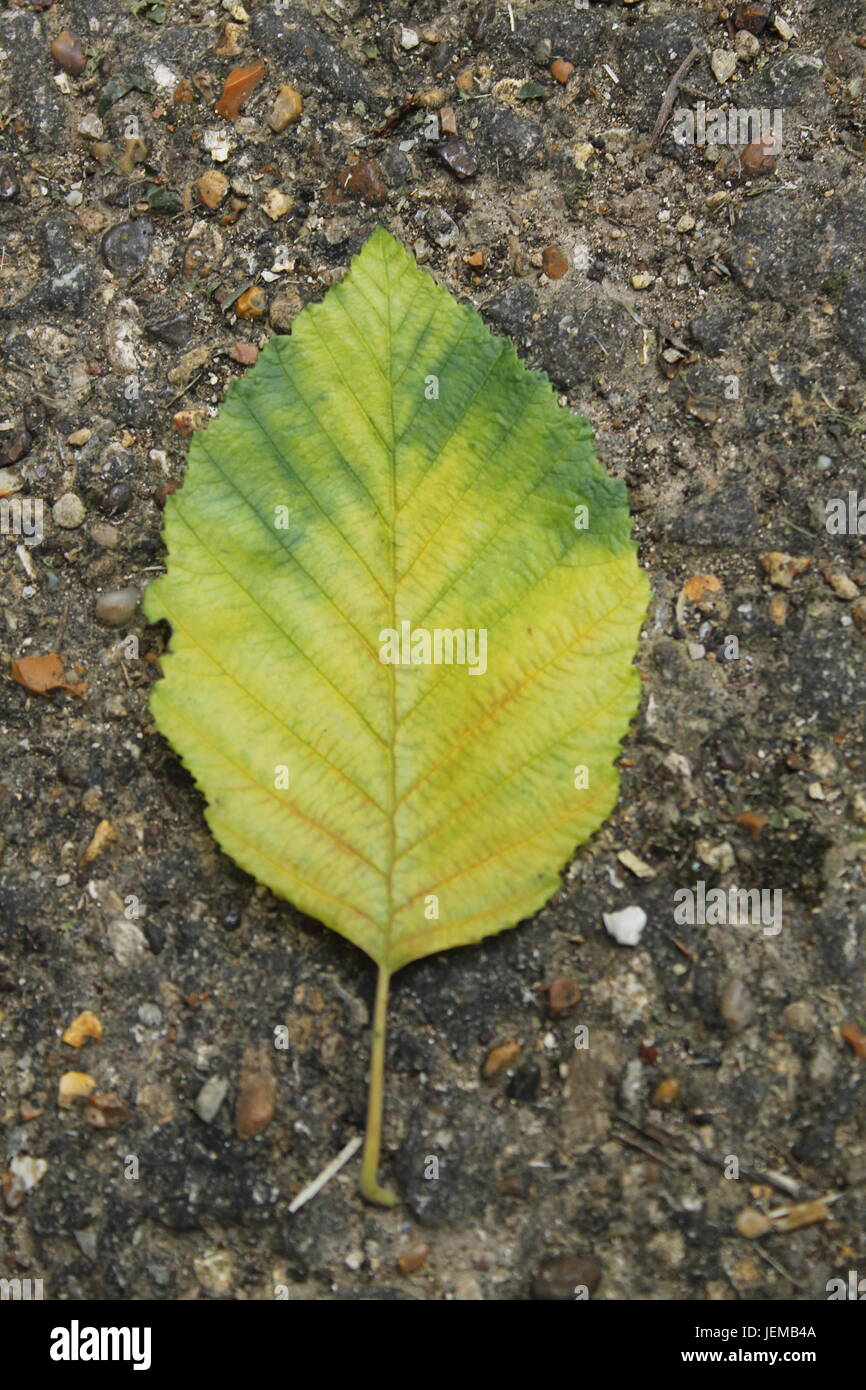 Leaves and Blooms Stock Photo Alamy