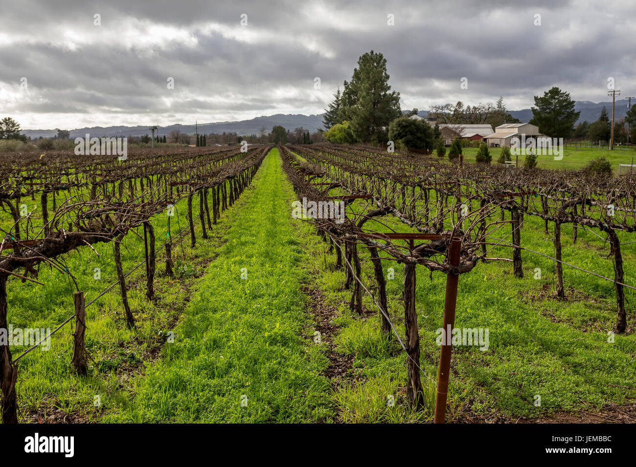grape vineyard, vineyard, vineyards, viewed from Hagafen Cellars, Silverado Trail, Napa, Napa Valley, California, United States Stock Photo