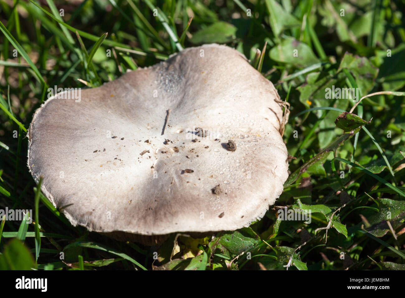 A flat top white mushroom grows in grass and weeds in summer sunshine. Stock Photo