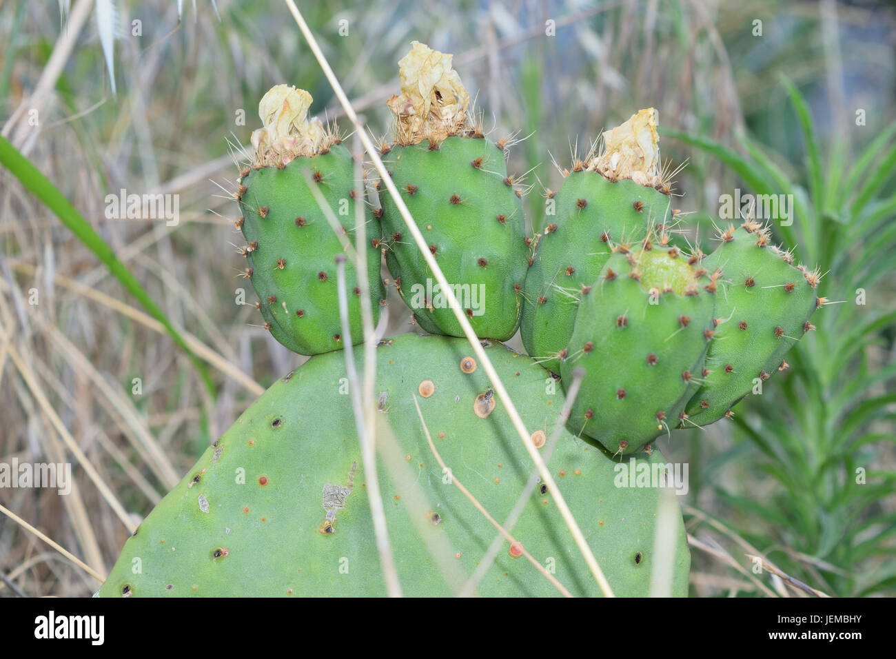 prickly pears on the plant unripe Stock Photo Alamy