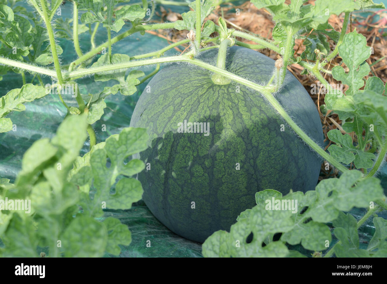 Unripe watermelon garden hi-res stock photography and images - Alamy