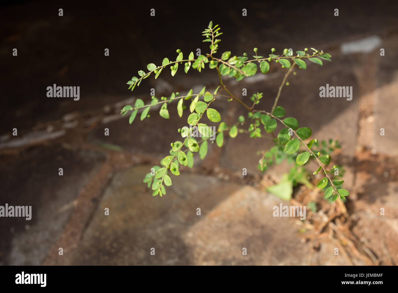 Wild herbaceous plant (Phyllanthus tenellus) growing as a weed through crack in path, Asuncion, Paraguay Stock Photo
