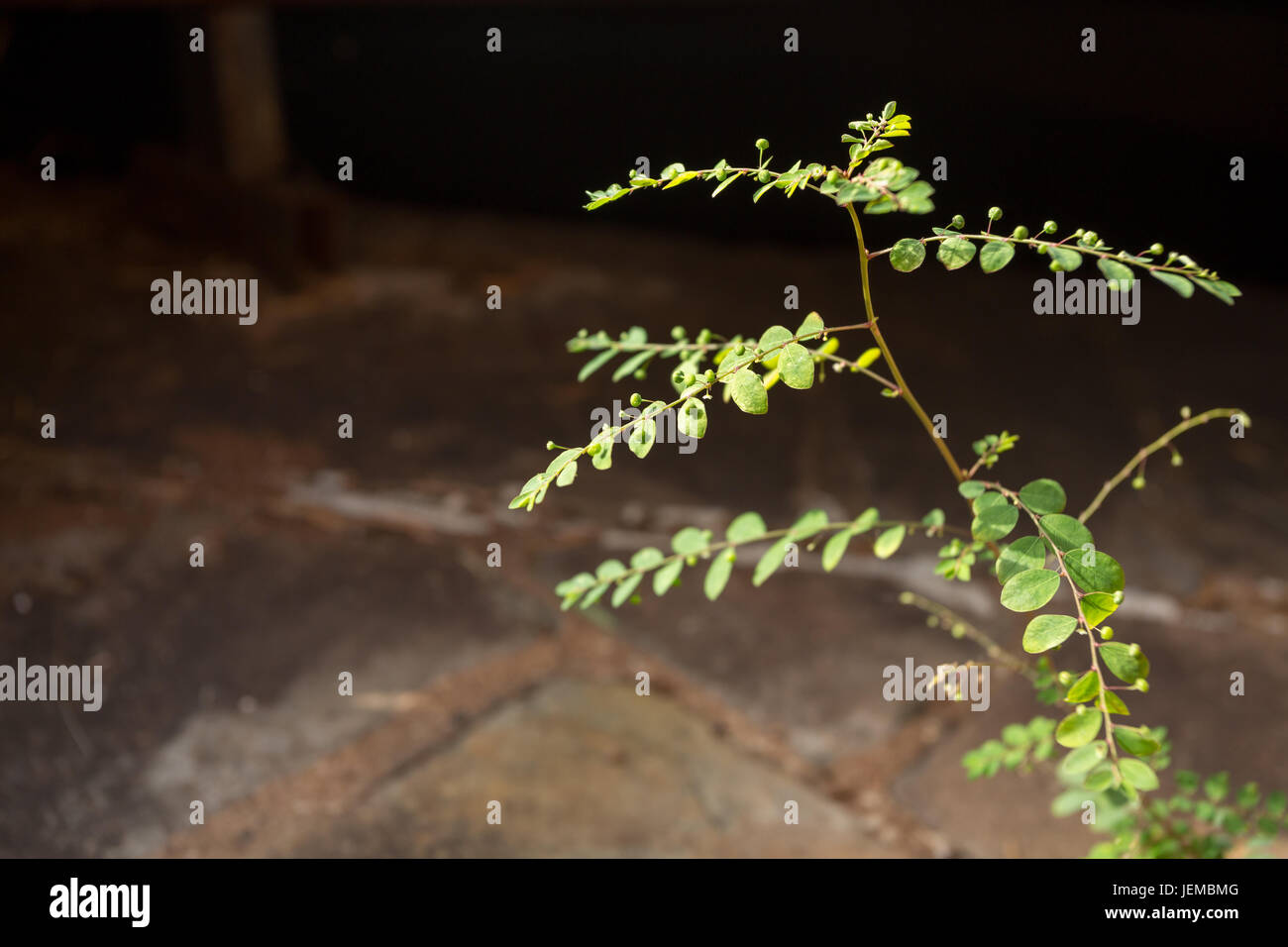 Wild herbaceous plant (Phyllanthus tenellus) growing as a weed through crack in path, Asuncion, Paraguay Stock Photo