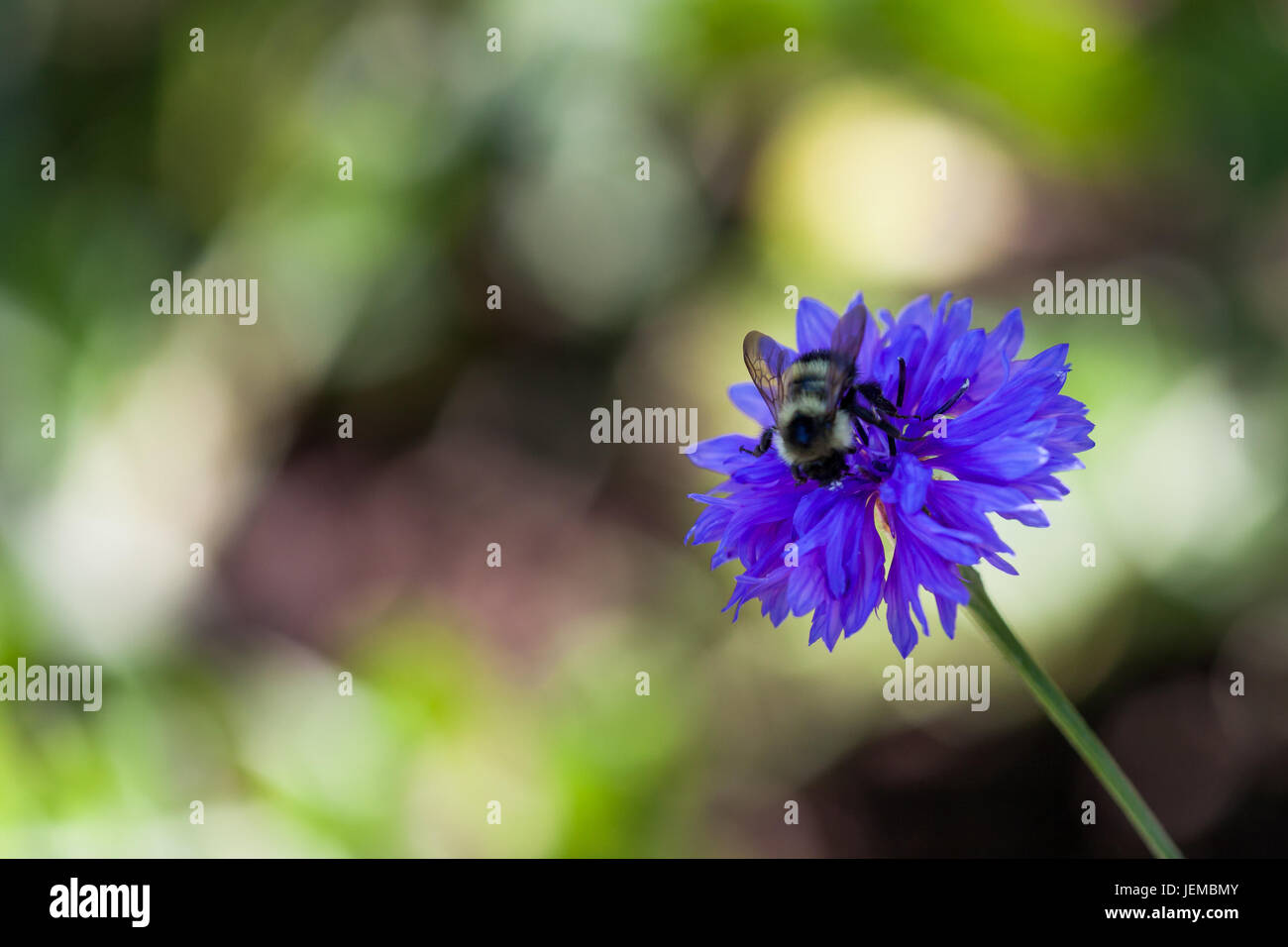 A large black and yellow fuzzy bubble bee on a purplish blue bachelor button flower with a blurred background. Stock Photo