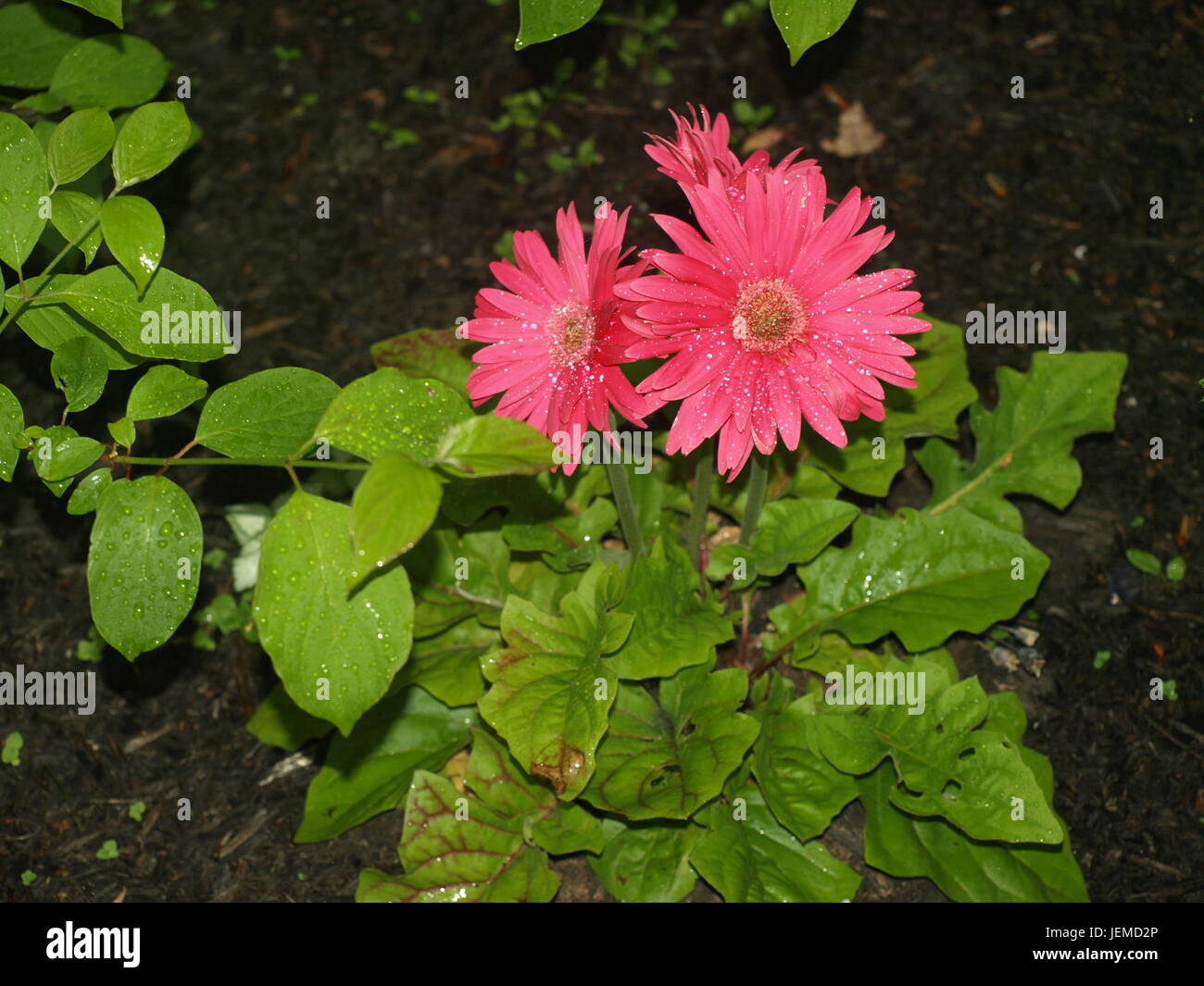 A very pretty pink daisy planted in Gilford, NH Stock Photo