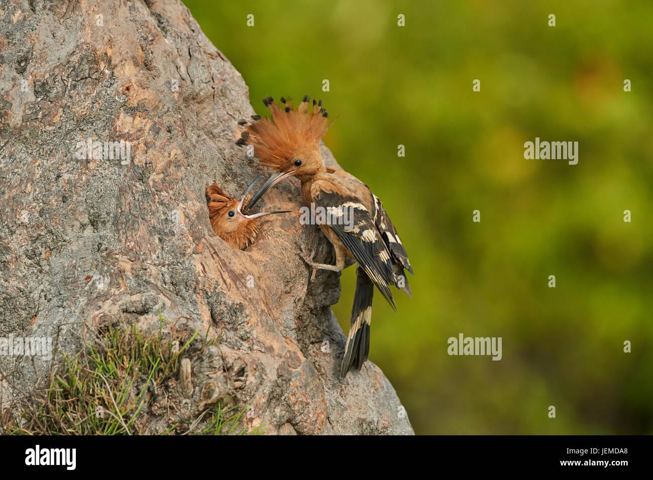 A beautiful bird Hoopoe feeding their young baby Stock Photo Alamy