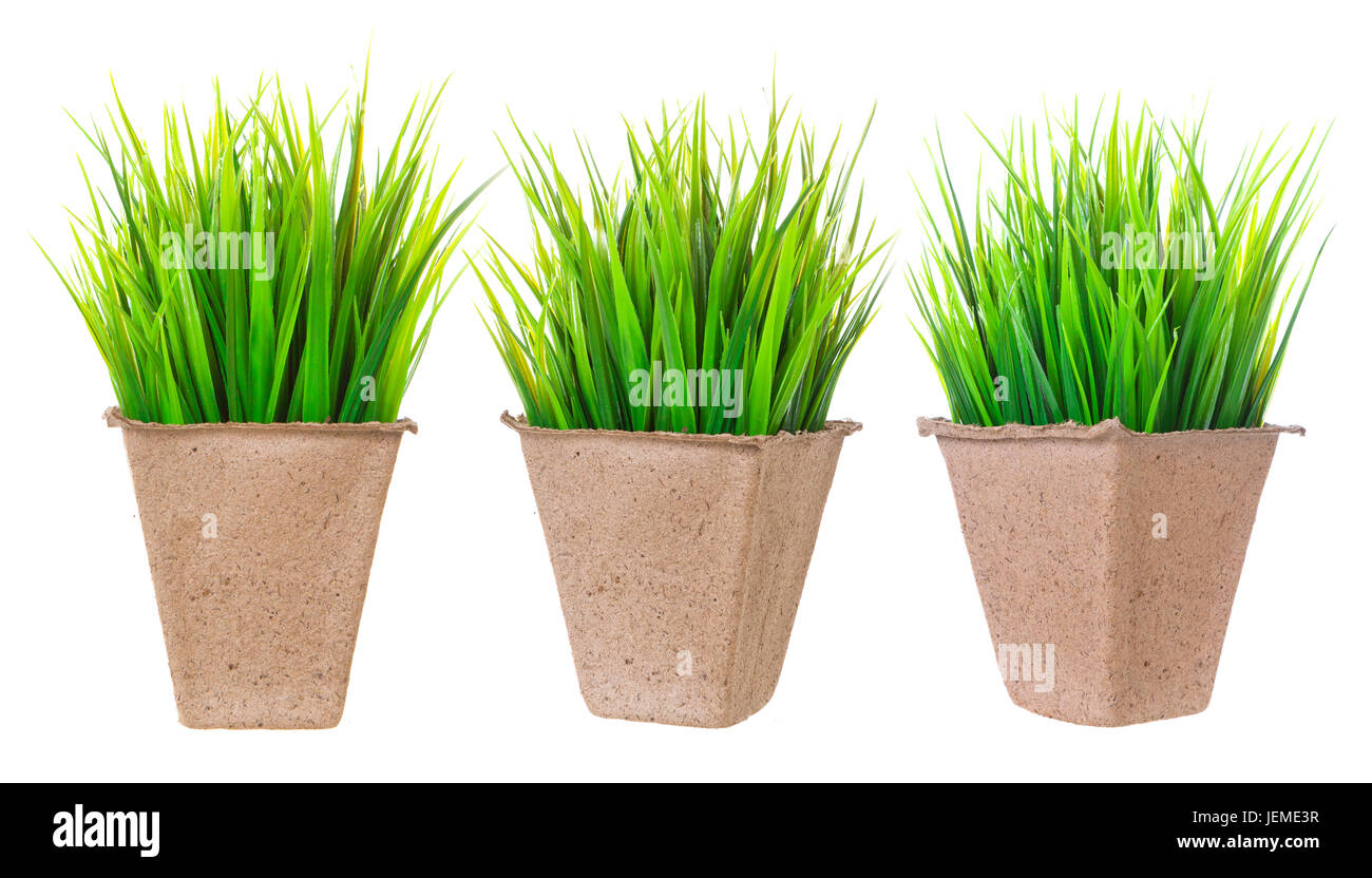 Seedlings isolated. Cardboard pot for growing plants with sprouts on white background. Stock Photo