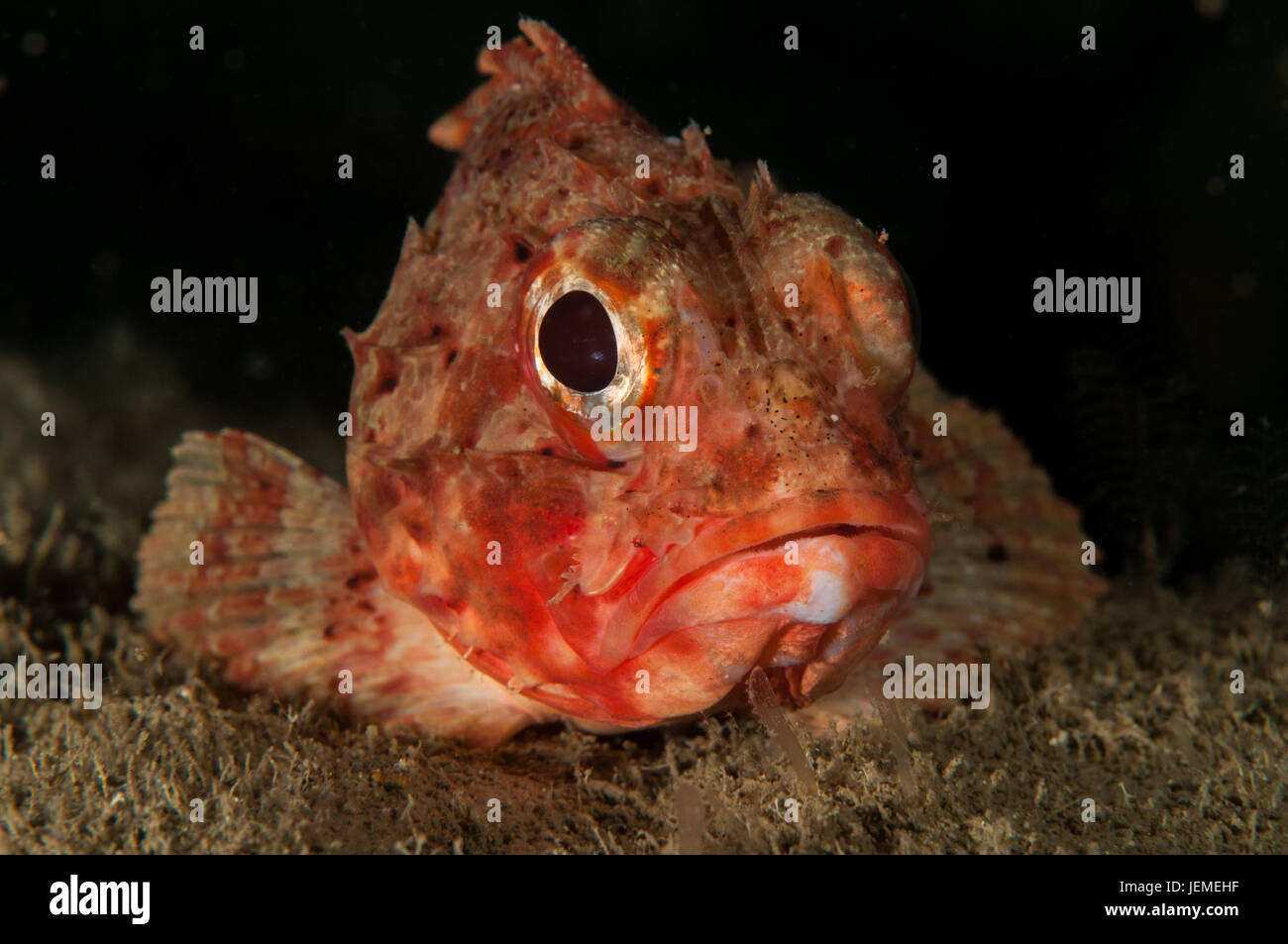 Small red scorpionfish (Scorpaena notata) in Illa Mateua, L'escala, Costa Brava, Catalonia Stock Photo
