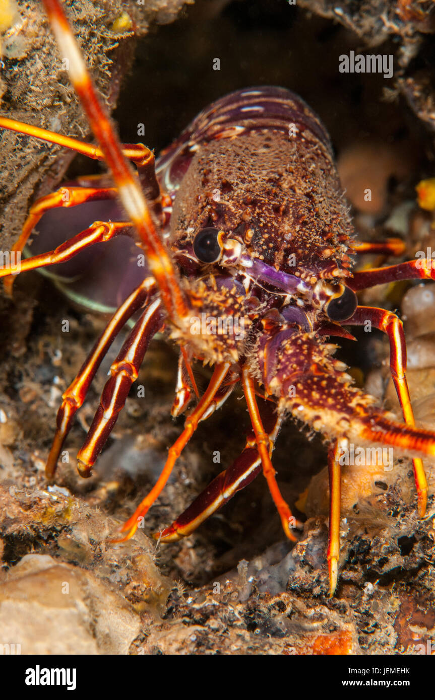 European Spiny Lobster (Palinurus elephas) in Illa Mateua, L'escala, Costa Brava, Catalonia Stock Photo