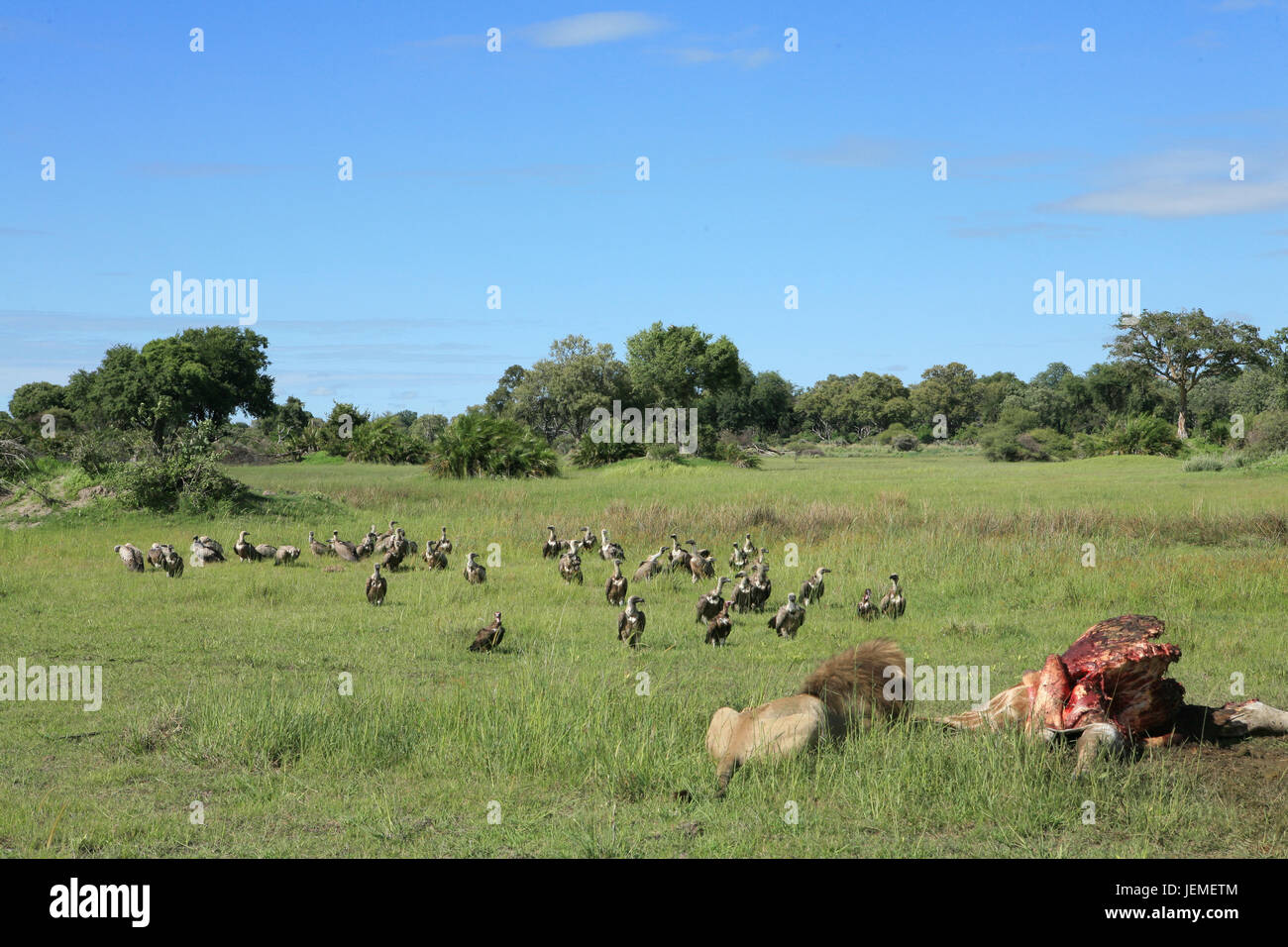 Wild Lion mammal eating giraffe africa savannah Kenya Stock Photo - Alamy