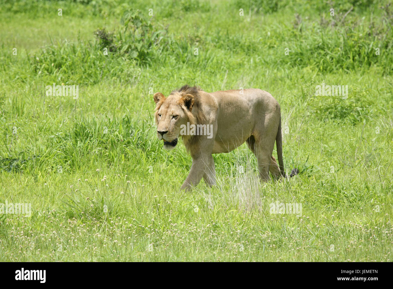 Lion wild dangerous mammal africa savannah Kenya Stock Photo - Alamy