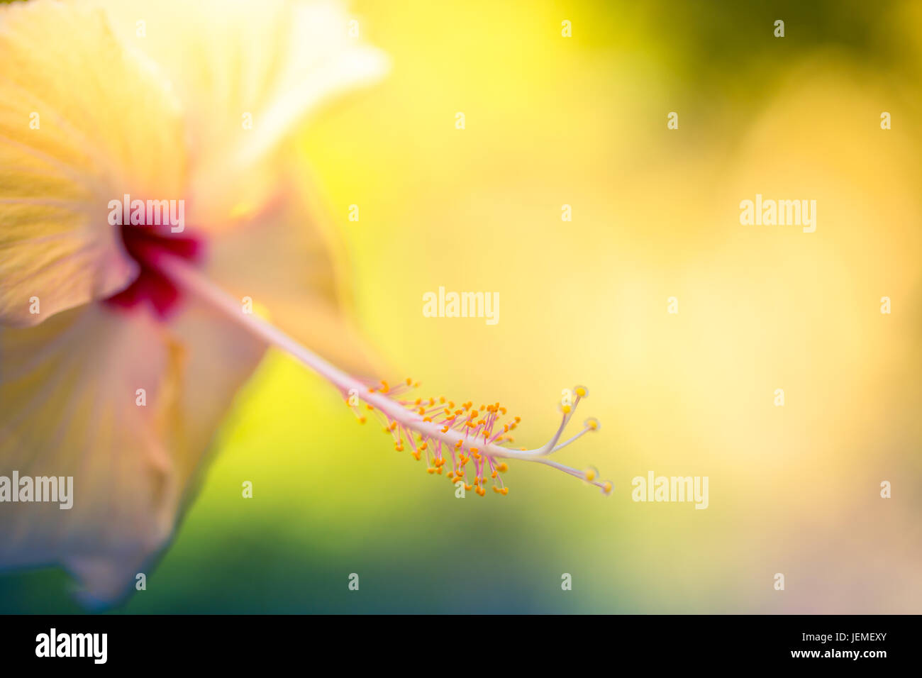 Yellow hibiscus flower under sunshine with blurred bokeh background.  Tranquil tropical flowers background concept. Copy space, exotic flowers  banner Stock Photo - Alamy